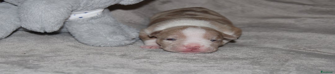 American Bully Puppy 5
