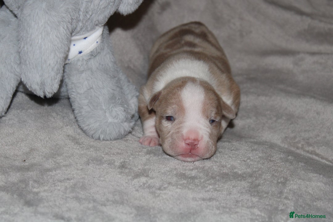American Bully dogs for sale: 🔥🔥American bully pups 🔥🔥 - Image 11