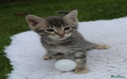Savannah cats for sale: Stunning Savannahx Maine coons - Image 3
