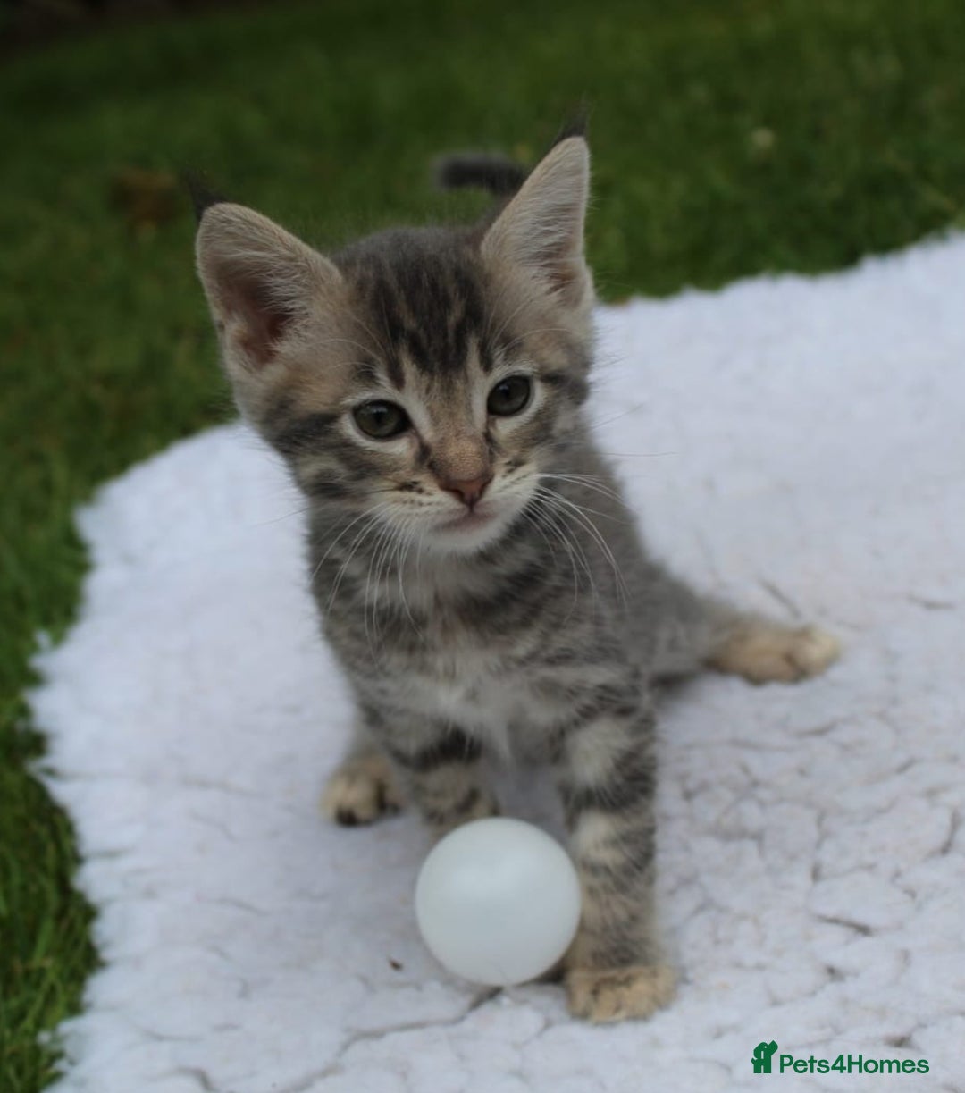 Savannah cats for sale: Stunning Savannahx Maine coons - Image 3