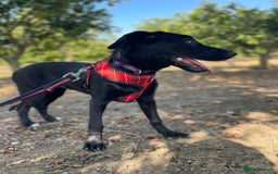 Mixed Breed dogs for adoption: Lovely Leah - Image 8