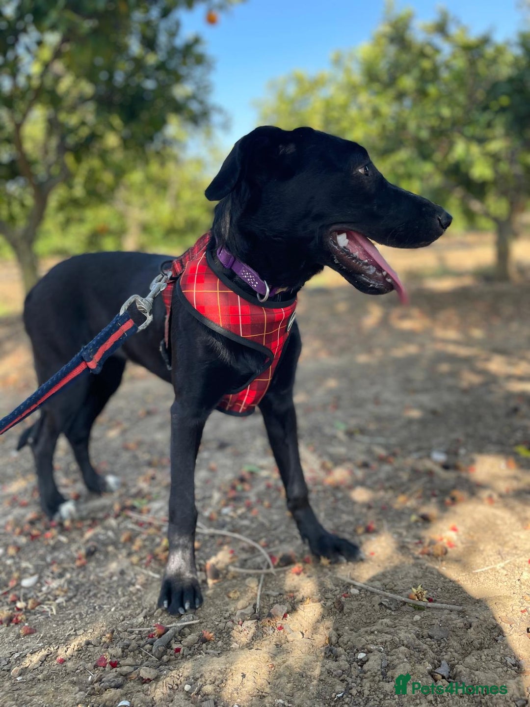 Mixed Breed dogs for adoption: Lovely Leah - Image 8