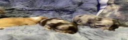Chihuahua dogs for sale: Long coat Merle Chihuahua pups  - Advert 6