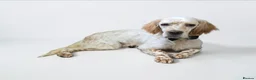English Setter dogs for adoption: Lar   in Crawley - Advert 4