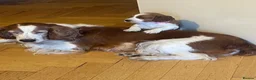 Welsh Springer Spaniel dogs for sale: Beautiful Welsh Springer Spaniel Puppies For Sale - Advert 1