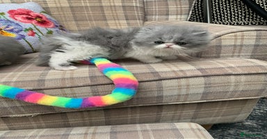 Persian cats - Advert 1