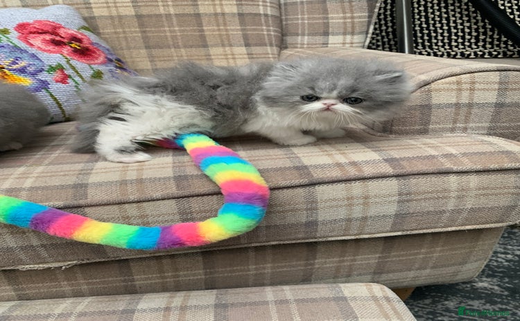 Persian cats - Advert 4
