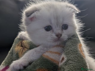 Mixed Breed cats Scottish Fold x Ragdoll Kitten - Advert 16