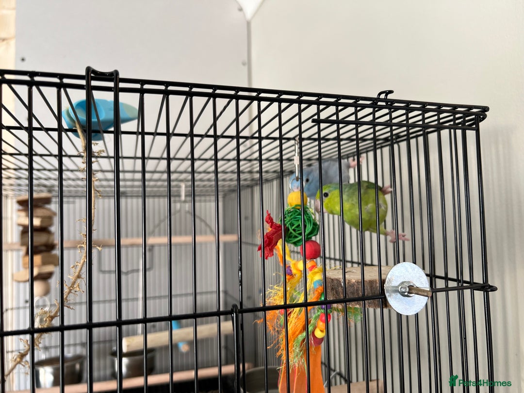 Parakeets birds for sale: 2 x parrotlets Blue and Green - Image 4