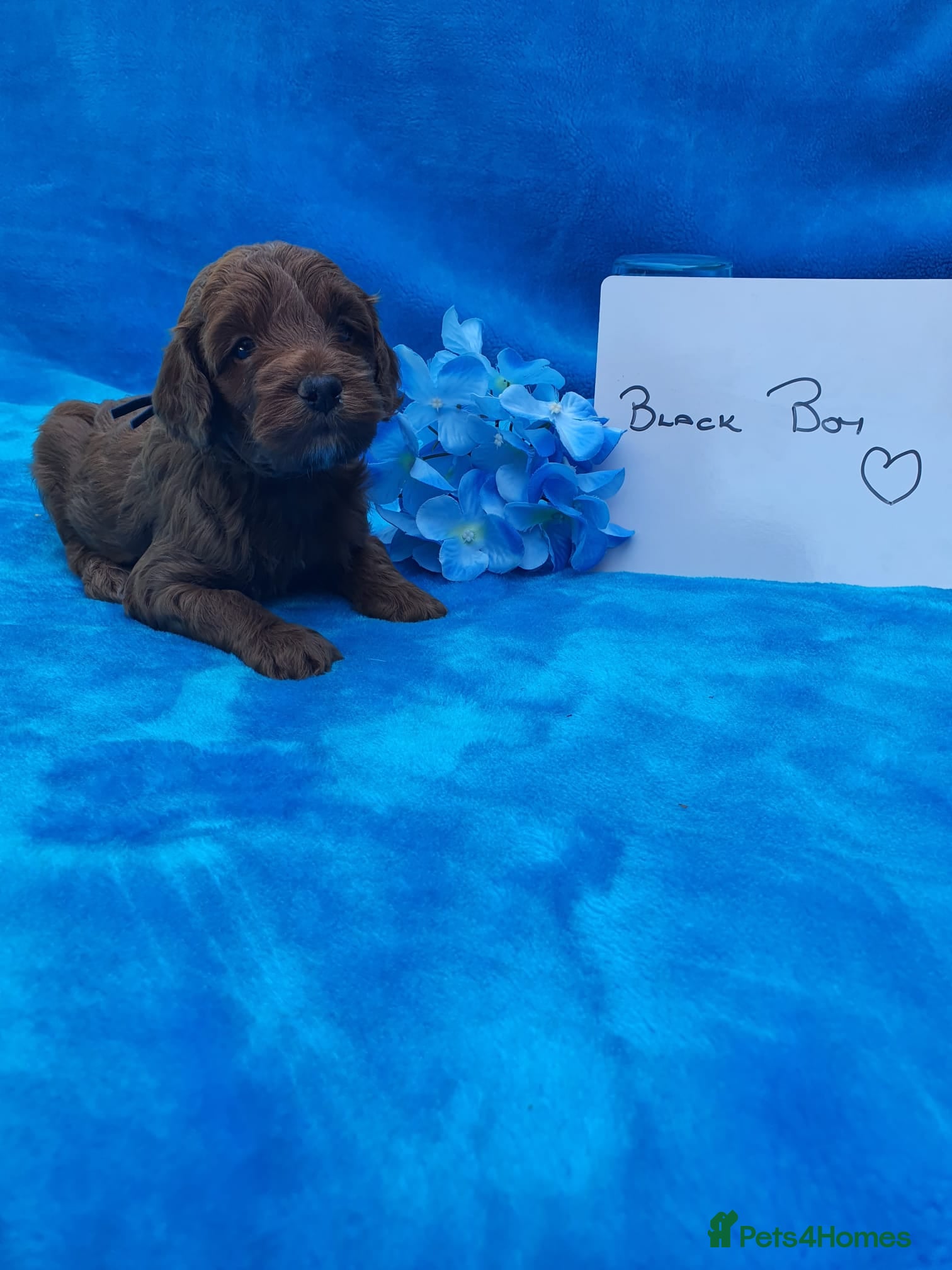 Goldendoodle dogs Gorgeous F1bb miniature/Toy Goldendoodle puppies - Advert 2