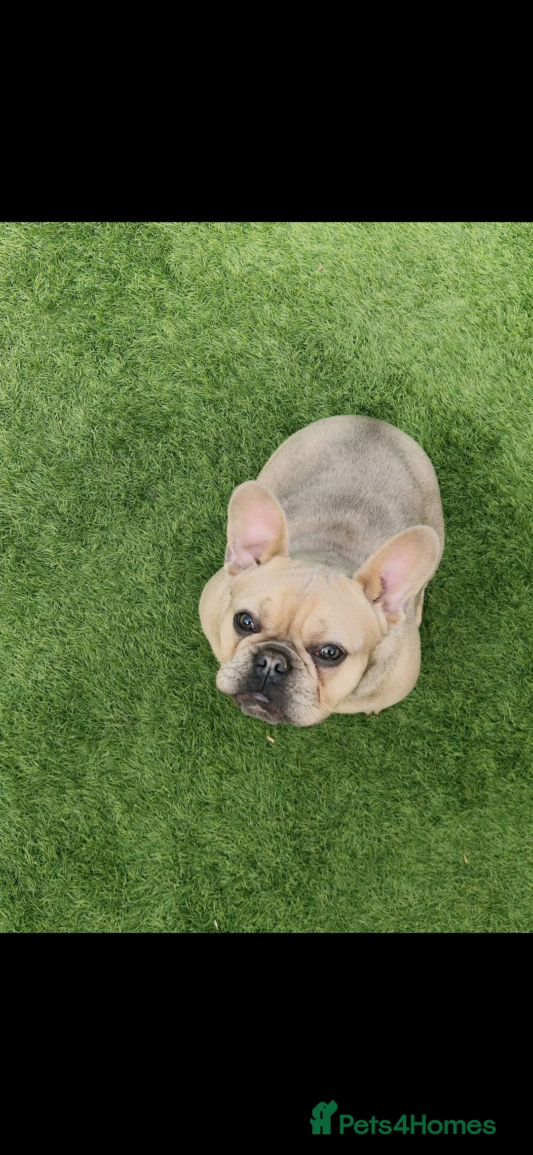 French Bulldog dogs for sale: Beautiful French bulldog  - Advert 1