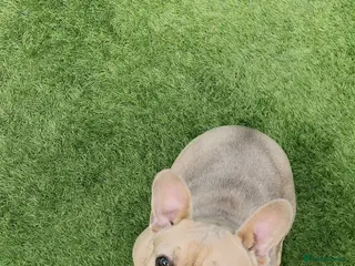 French Bulldog dogs Beautiful French bulldog - Advert 8