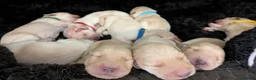 Mixed Breed dogs for sale: Beautiful Golden Labradoodle Doubledoodle Puppies in Nantwich - Advert 8
