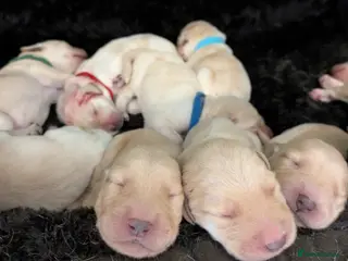 Labrador Retriever dogs Beautiful Golden Labradoodle Doubledoodle Puppies - Advert 1