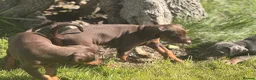 Dobermann dogs for sale: Doberman kennel club registered  - Advert 6