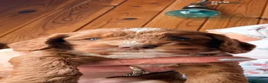 Cockapoo 4