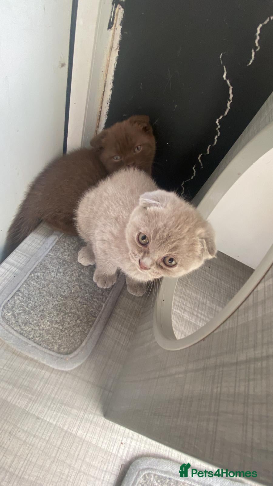 Scottish Fold cats Scottish fold kittens - Advert 16