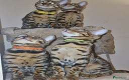 Bengal cats for sale:  🌟 Stunning Bengal Kittens  🌟 🥰🥰 - Image 17