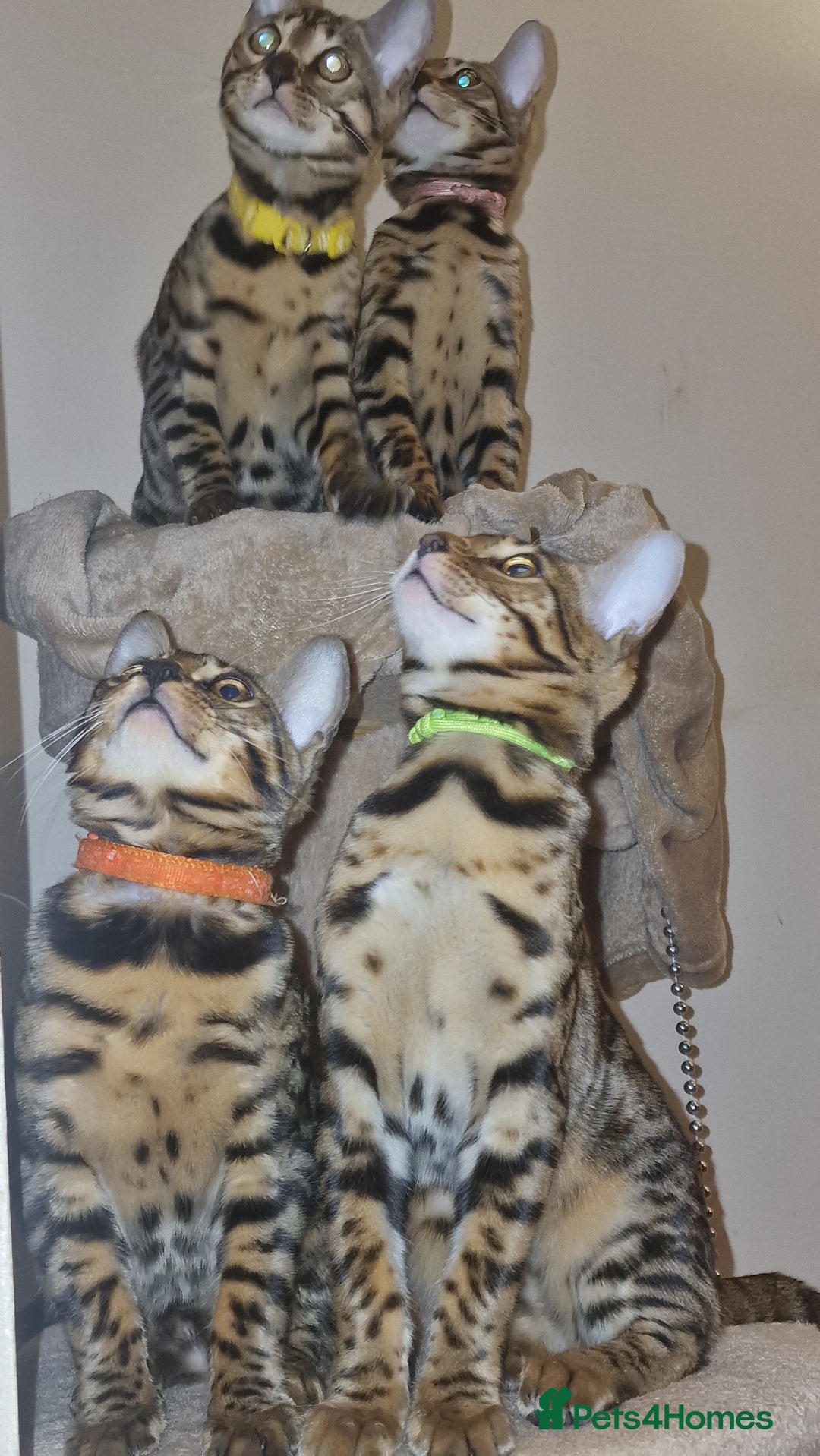 Bengal cats for sale:  🌟 Stunning Bengal Kittens  🌟 🥰🥰 - Image 17