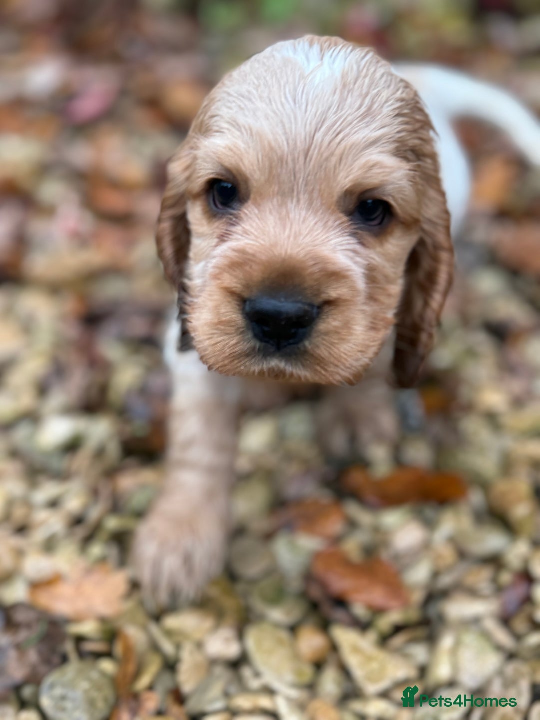 Cocker Spaniel dogs for sale: Exceptional litter of Show Type Cocker Spaniels - Advert 2