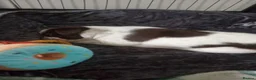 Mixed Breed dogs for sale: Dollie x Long Haired Border Collie Puppies  in Campbeltown - Advert 9