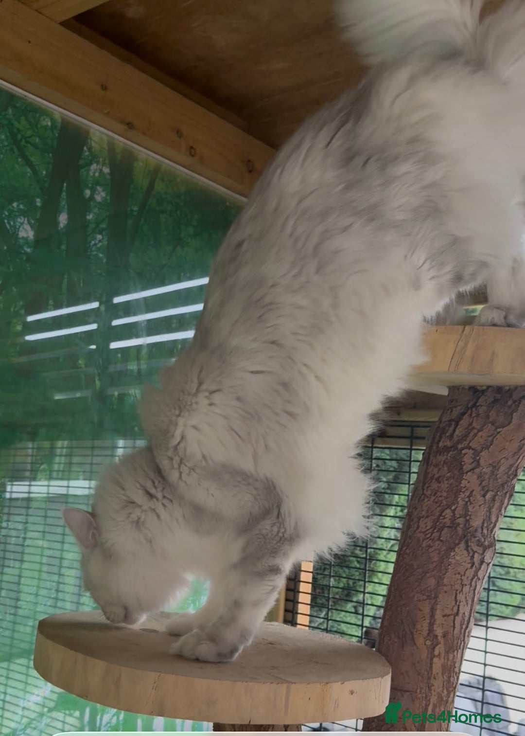 Maine Coon cats for stud: TICA Blue silver shaded stud  - Advert 10