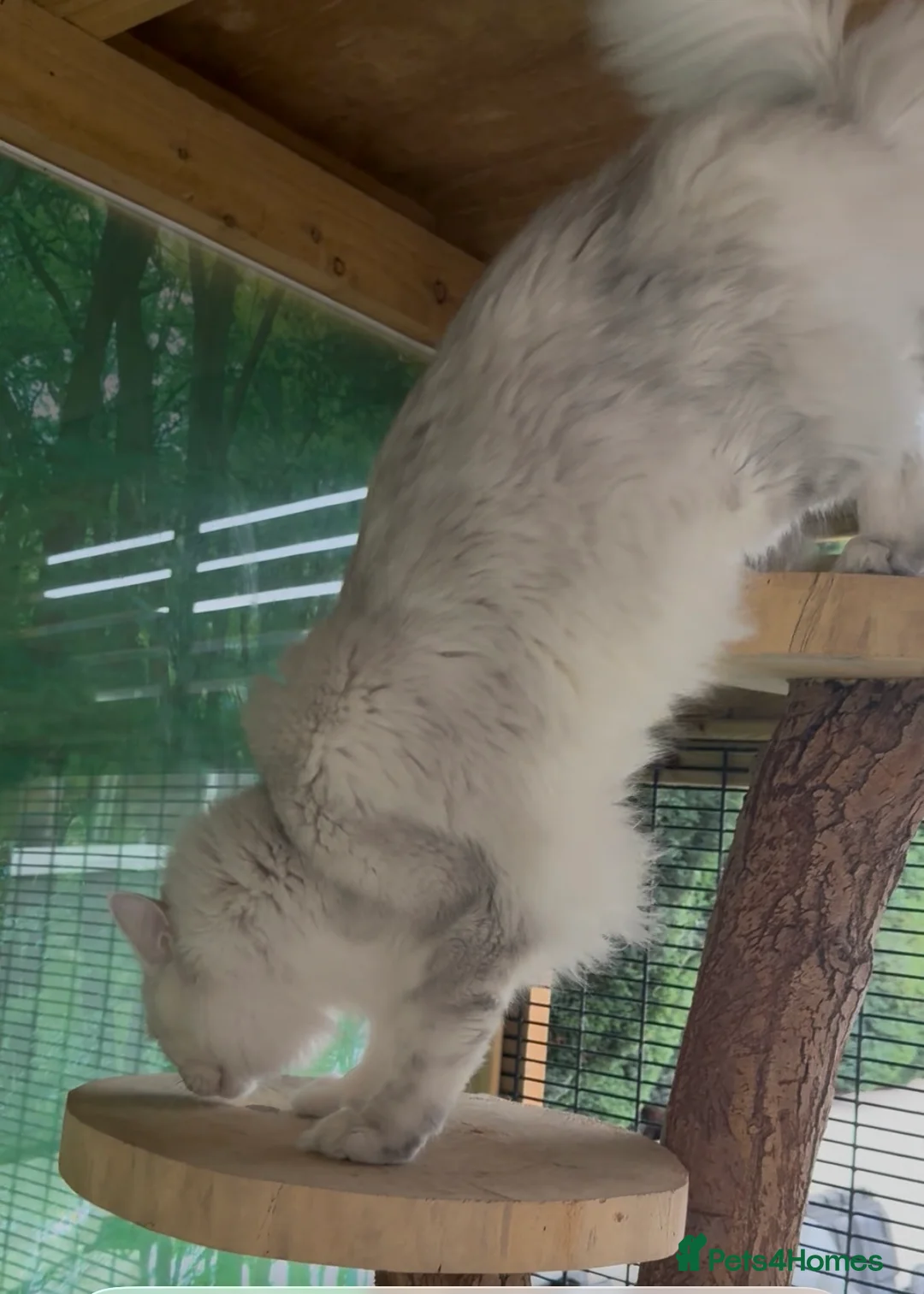 Maine Coon cats for stud: TICA Blue silver shaded stud  - Advert 10