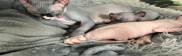 Sphynx cats for sale: Sphynx main characters - Advert 9