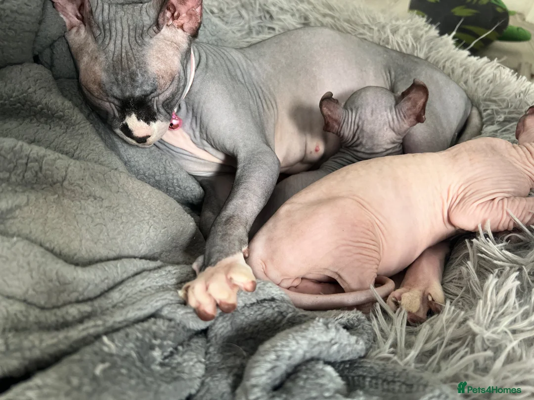 Sphynx cats for sale: Sphynx main characters - Advert 9