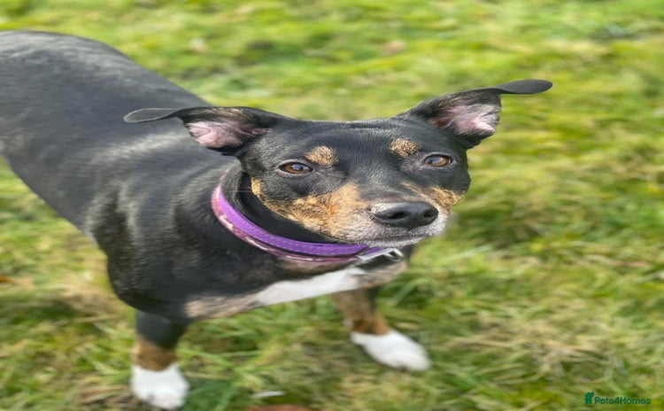 Mixed Breed dogs - Advert 13