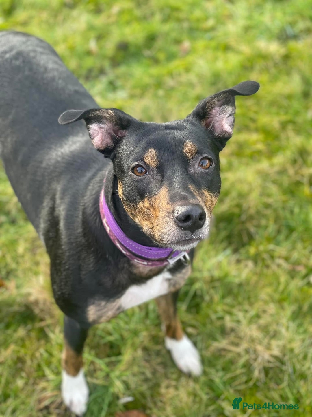 Mixed Breed dogs for sale: Beautiful 2.5 years old Daisy  - Image 1