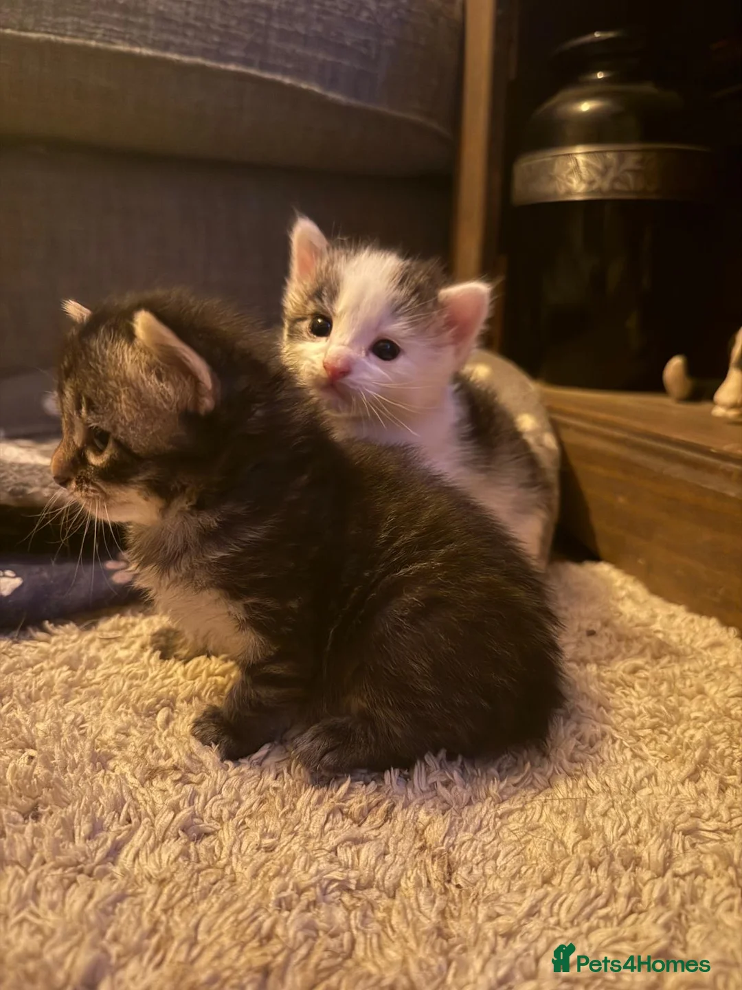 Ragdoll cats for sale: Ragdoll/Bengal Mix Kittens  in Bournemouth - Advert 15