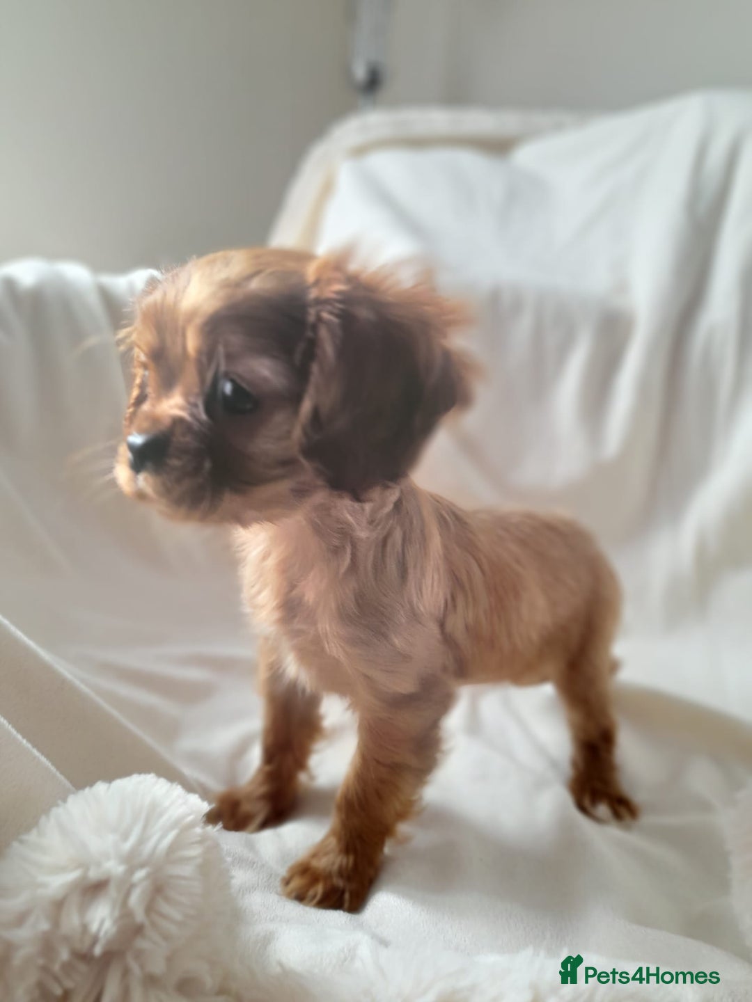 Cavalier King Charles Spaniel dogs for sale: King charles cavalier Pups - Advert 10