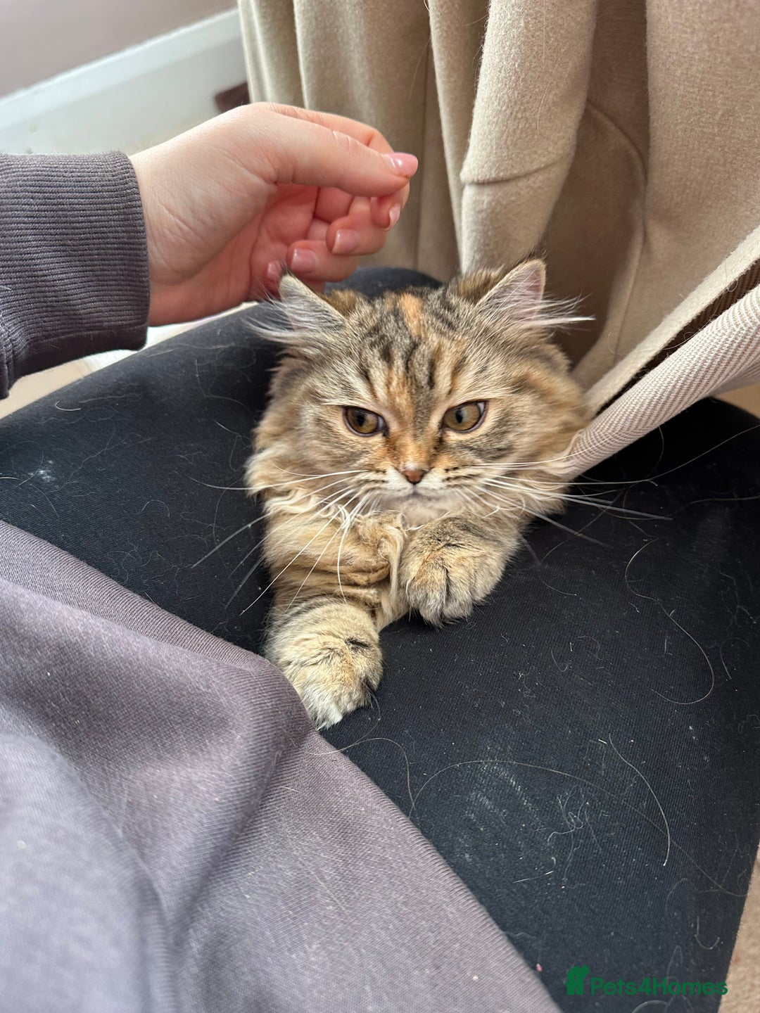 Persian cats for sale: Persian x Siberian fluffy tabby kitten - Advert 11