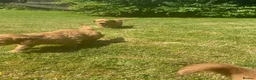 Mixed Breed dogs for sale: Golden Irish  - Advert 6