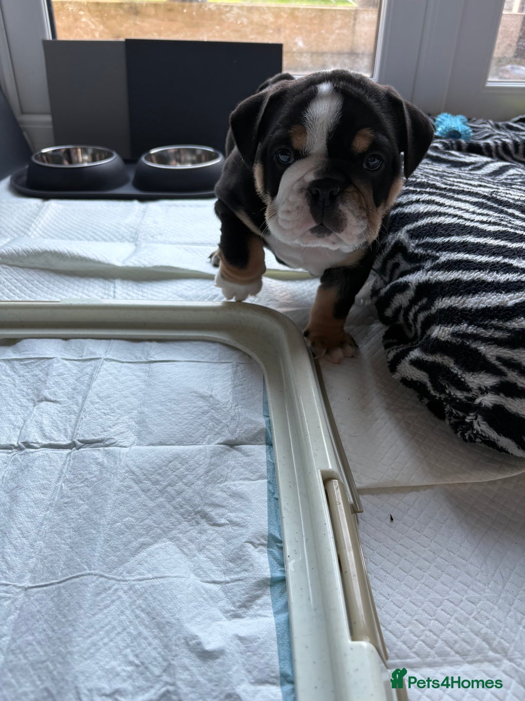 English Bulldog dogs for sale: English bulldog puppies  - Advert 6