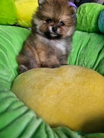 Pomeranian dogs - Advert 2