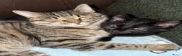 Mixed Breed cats for sale: 1 black kitten & 1 junior tabby - Advert 7
