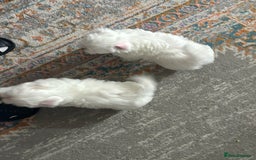 Bichon Frise dogs for sale: Three little puppies  - Image 3