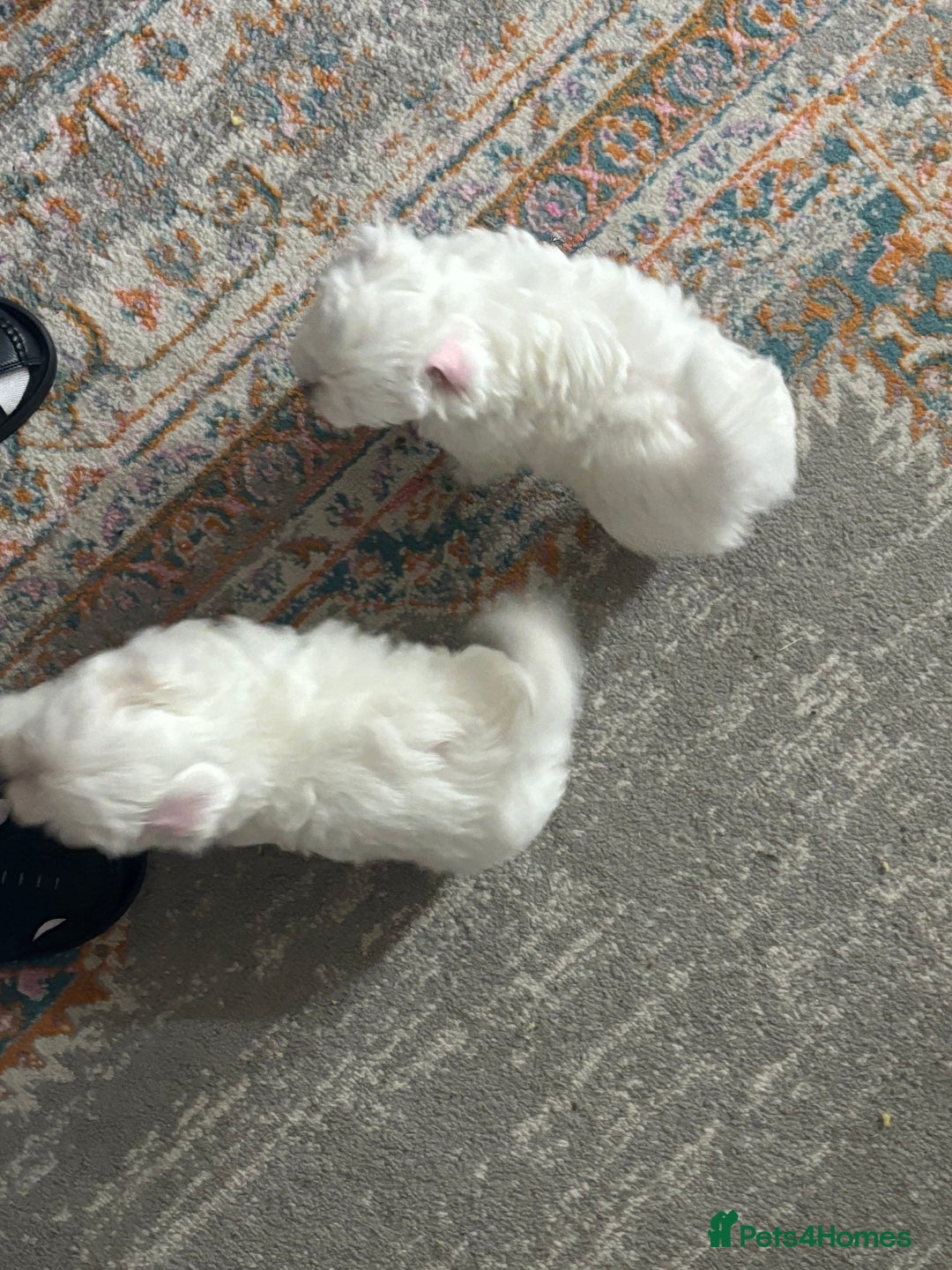 Bichon Frise dogs for sale: Three little puppies  - Image 3