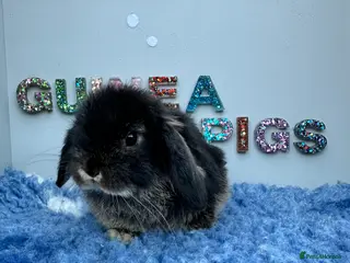 Mini Lop rabbits Mini lops bunnies - Advert 18