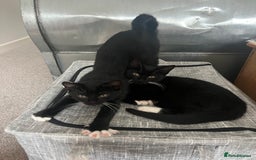 Mixed Breed cats for sale: 2 Sweet Black & White Boy Kittens (Ready to Go) - Image 19