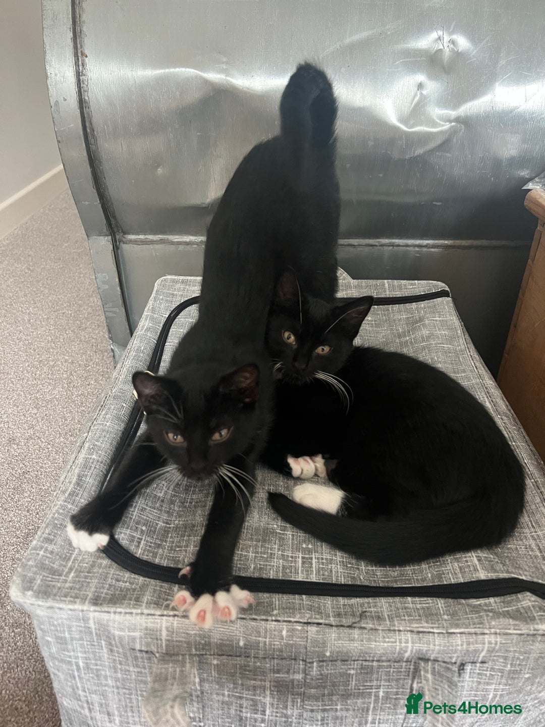 Mixed Breed cats for sale: 2 Sweet Black & White Boy Kittens (Ready to Go) - Image 19