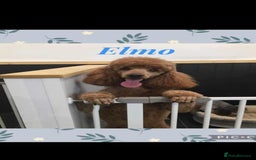 Cockapoo dogs for sale: Cockerpoo Puppies  - Image 7