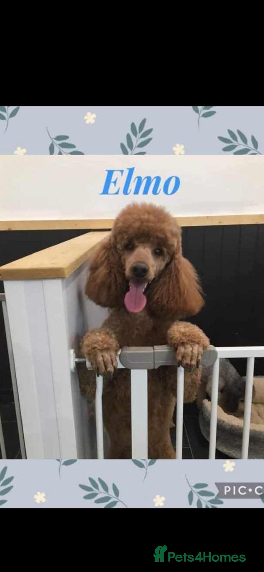 Cockapoo dogs for sale: Cockerpoo Puppies  - Image 7