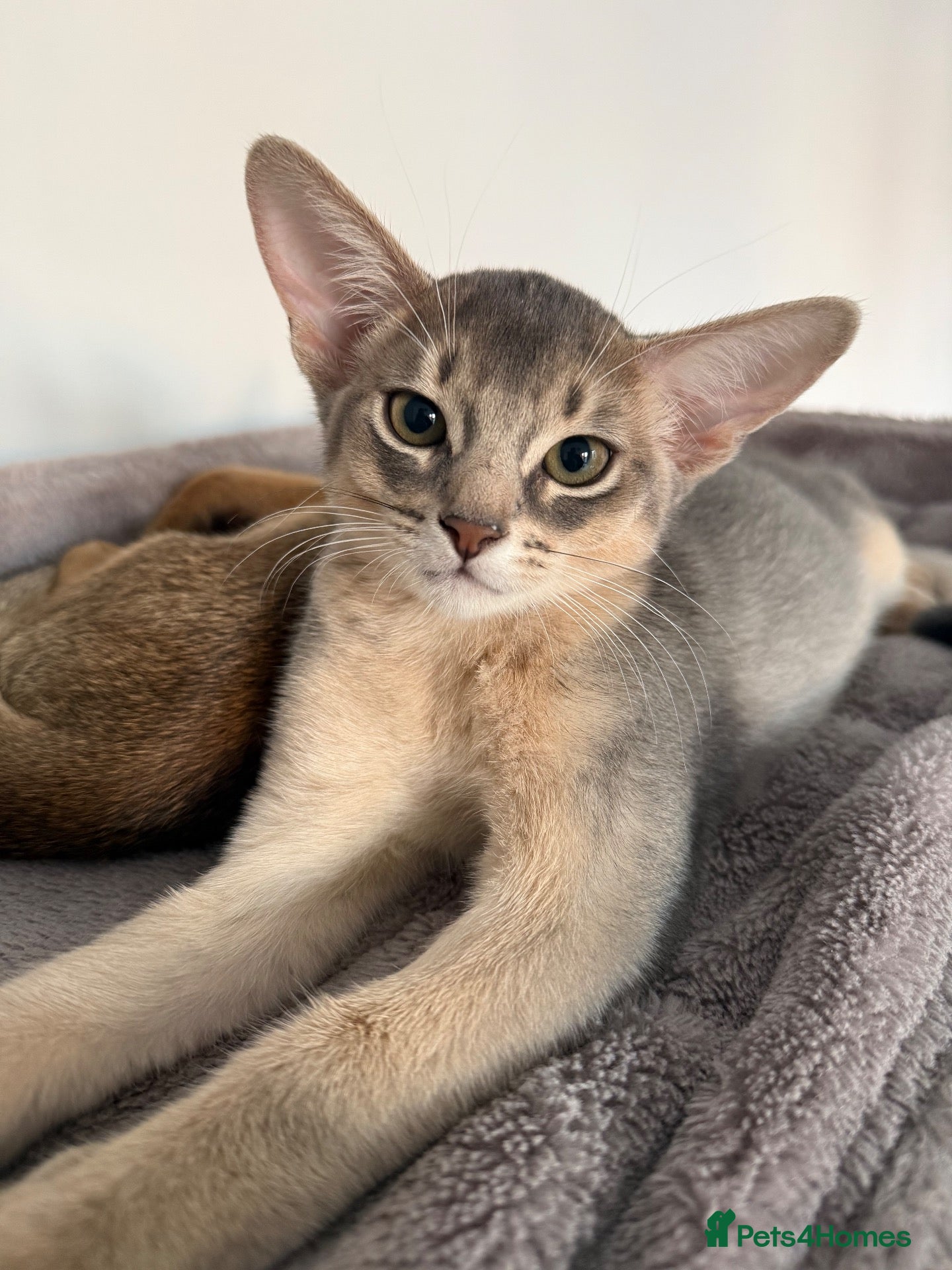 Abyssinian cats 🐾 Two Gorgeous Abyssinian Kittens 🐈‍⬛ - Advert 6