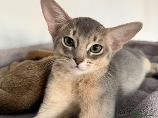 Abyssinian cats 🐾 Two Gorgeous Abyssinian Kittens 🐈⬛ - Advert 6