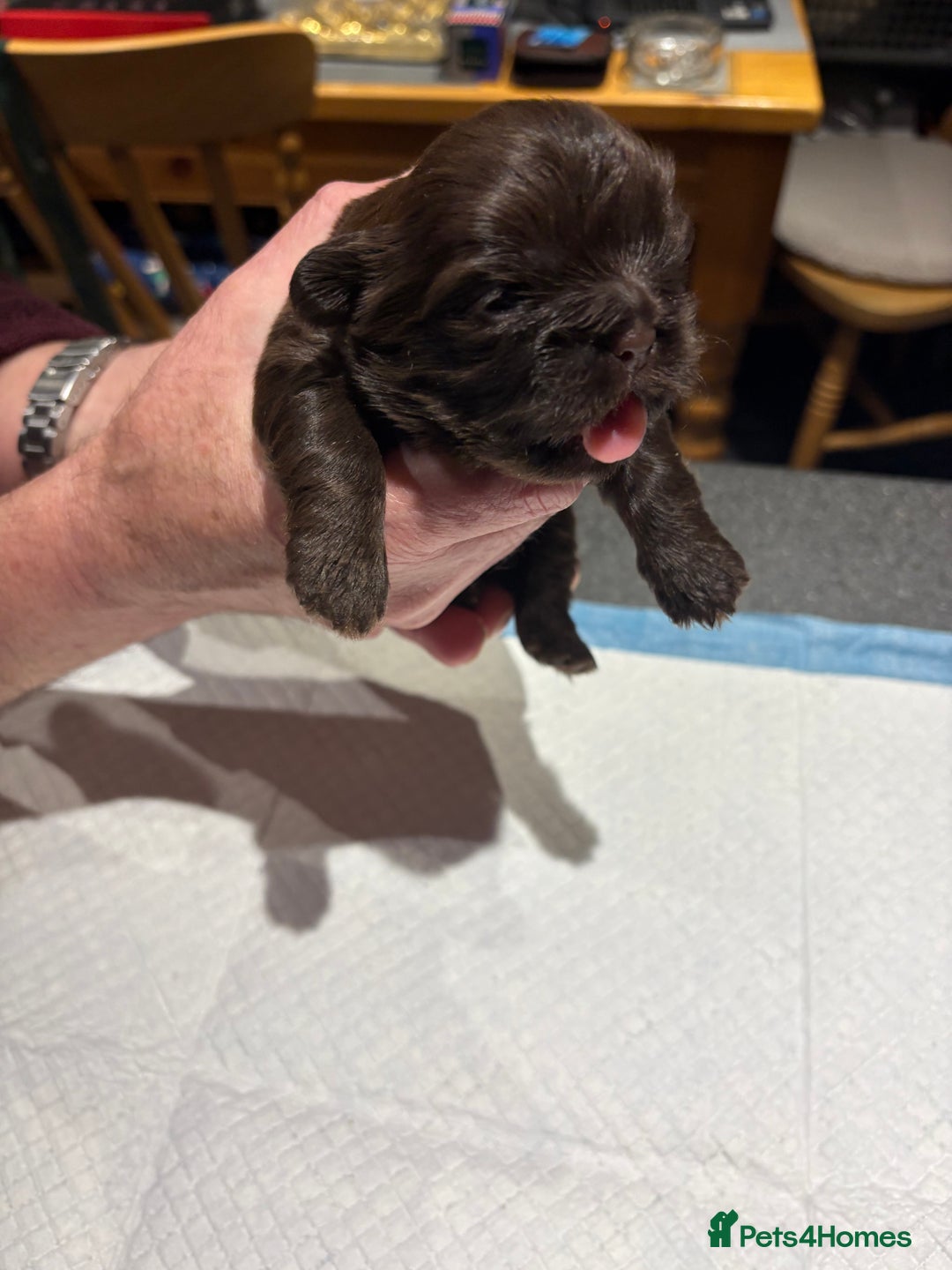 Shih Tzu dogs for sale: Karashishi shih tzu - Advert 4