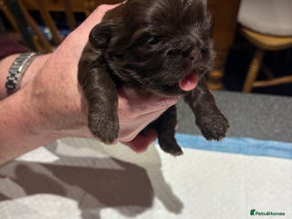 Shih Tzu dogs Karashishi shih tzu - Advert 7