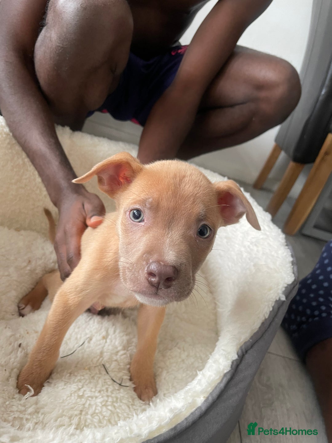 American Bulldog dogs for sale: Cute American baby bully - Image 1